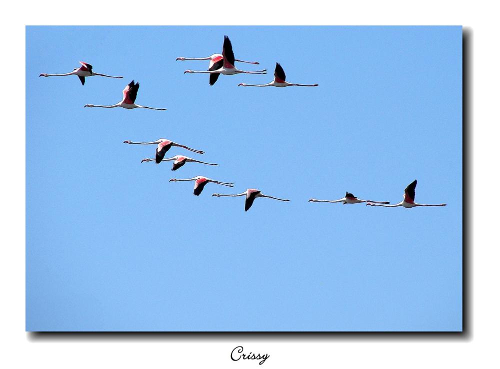 Flamencos sobre la Banya