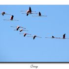 Flamencos sobre la Banya