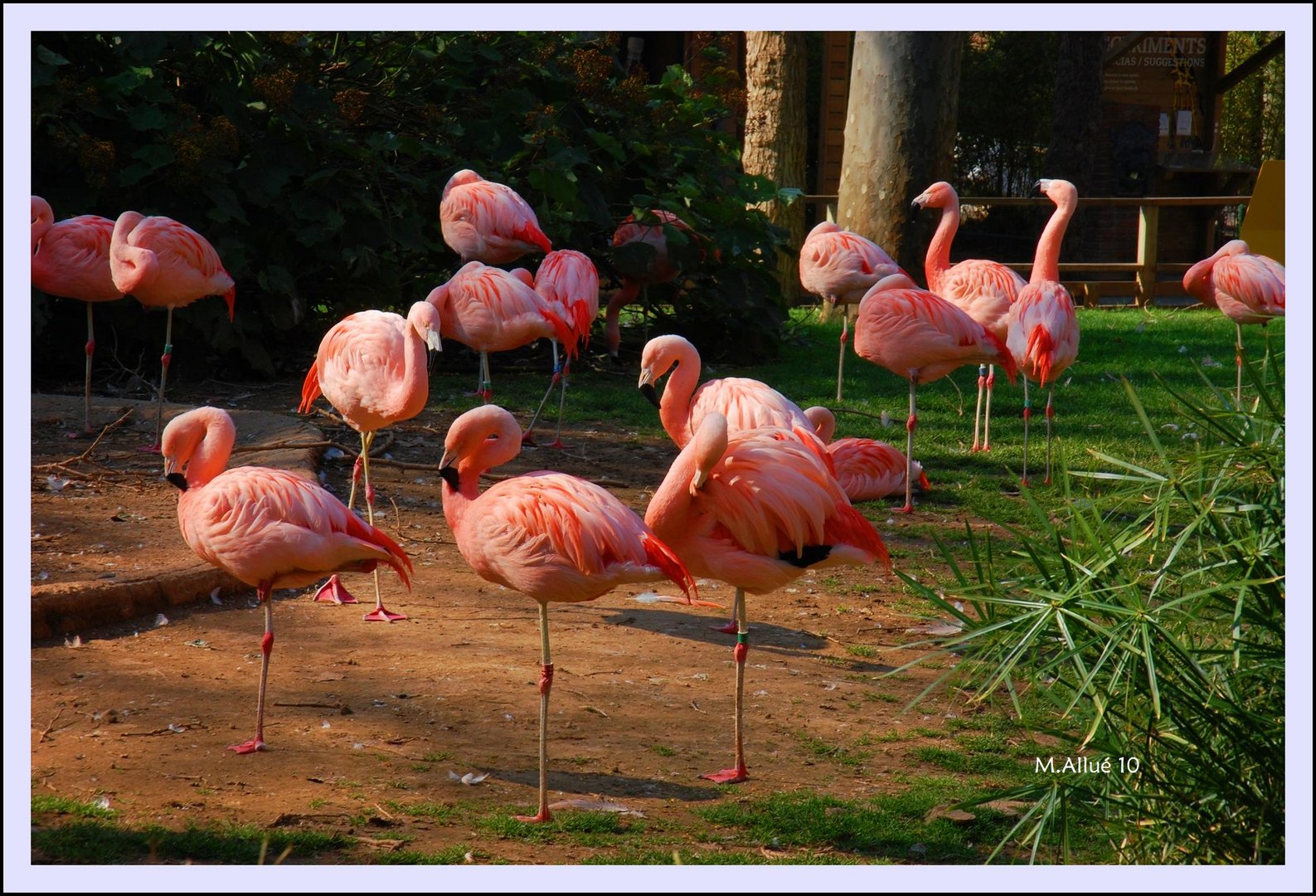 Flamengos