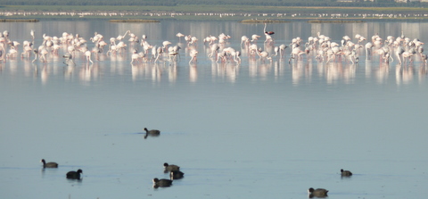 flaments roses dans un lac