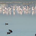 flaments roses dans un lac