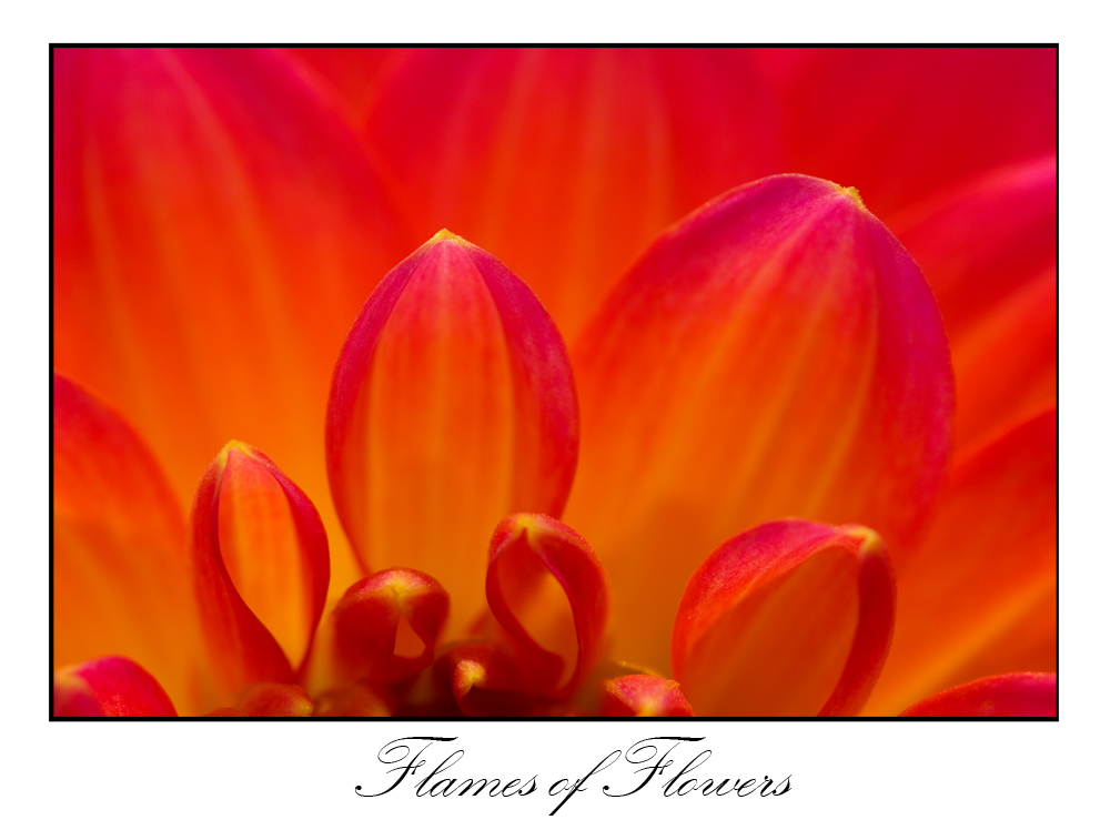Flames of Flowers