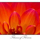 Flames of Flowers