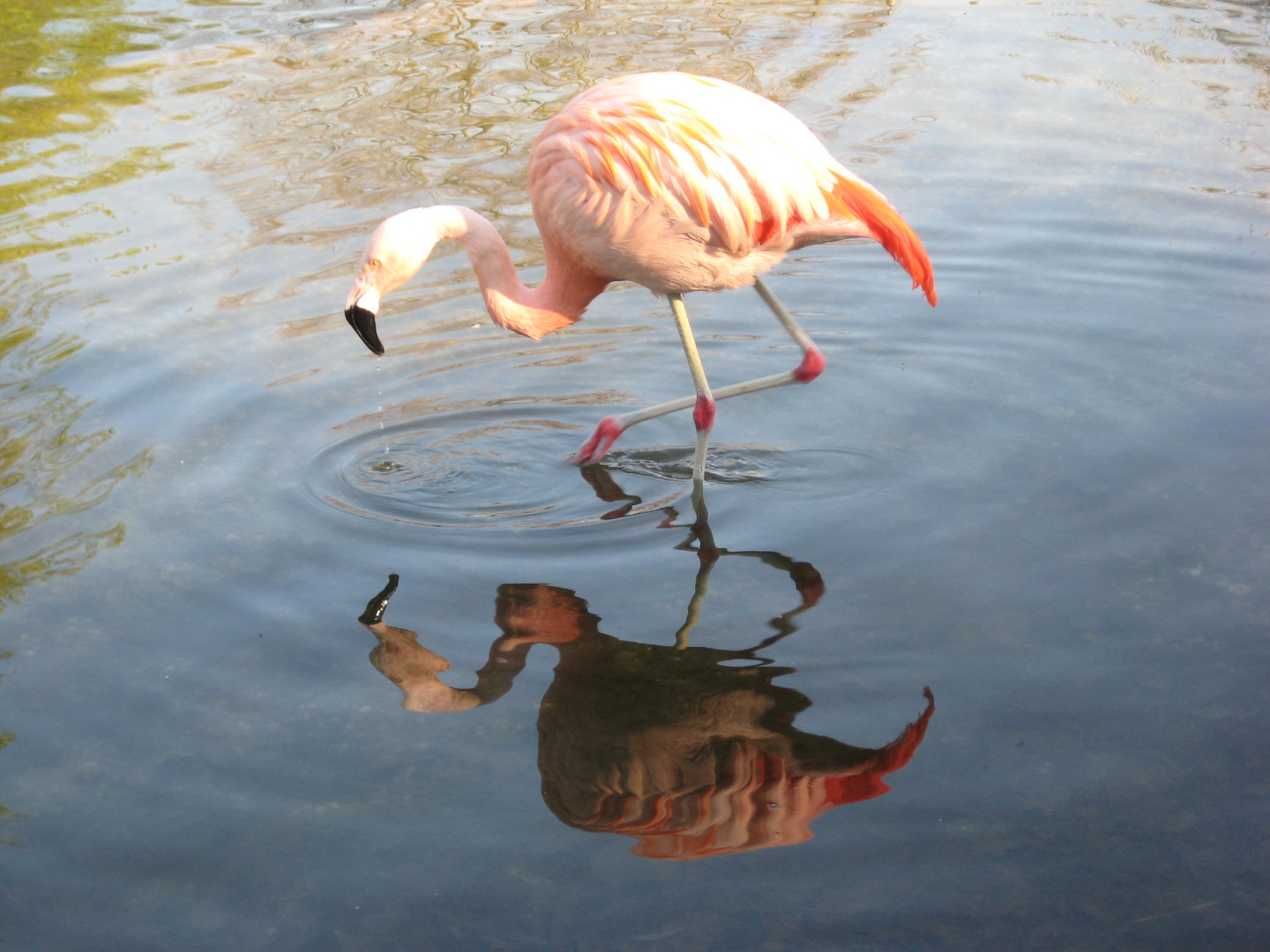 Flamigo spiegelt sich im Wasser