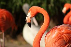 Flamincos