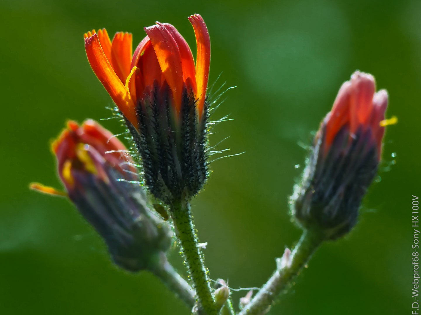 Flaming Flower