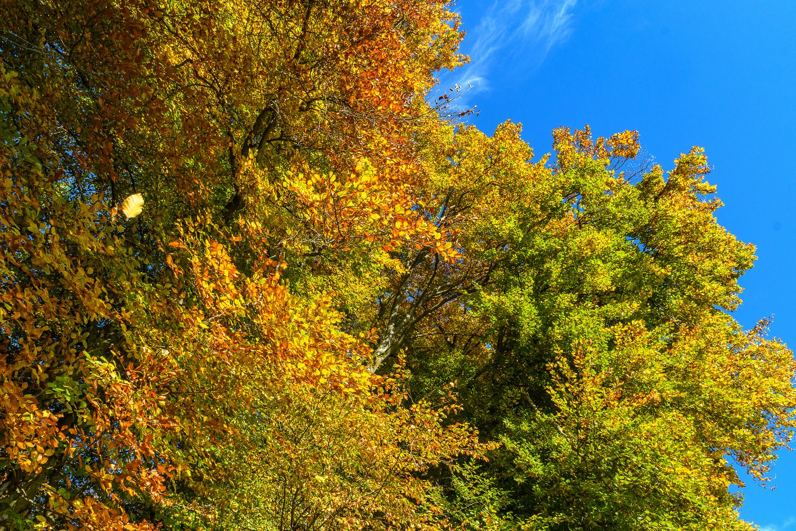 Flaming Forest