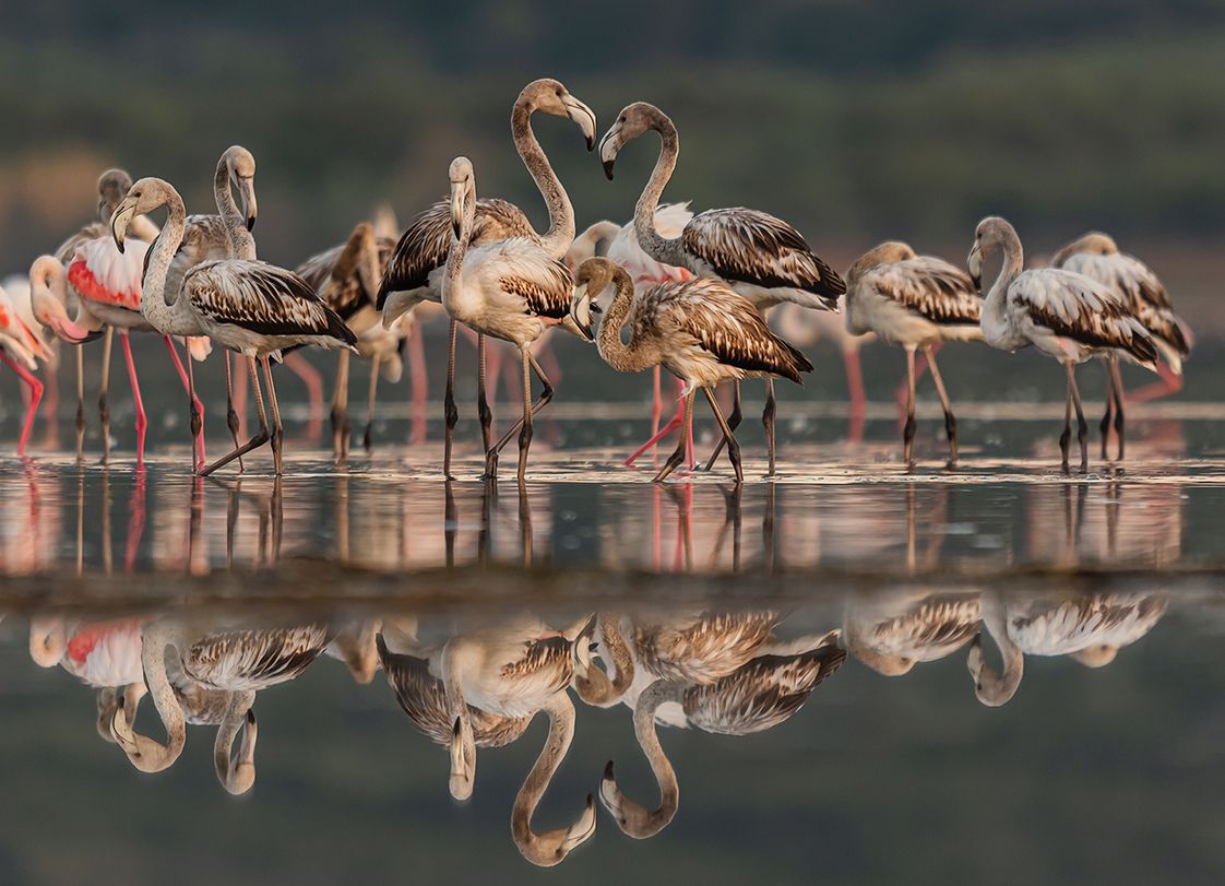 Flaming rozowy (Phoenicopterus roseus) 