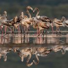 Flaming rozowy (Phoenicopterus roseus) 