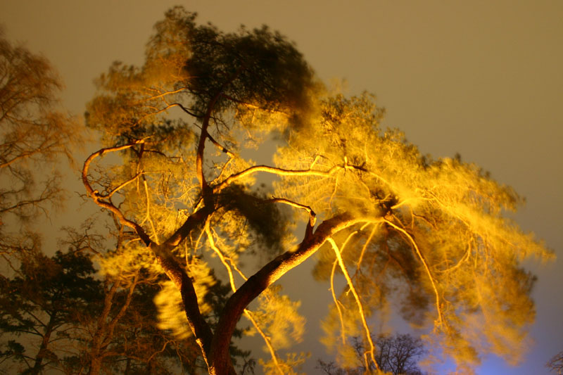 Flaming Tree