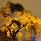 Flaming Tree