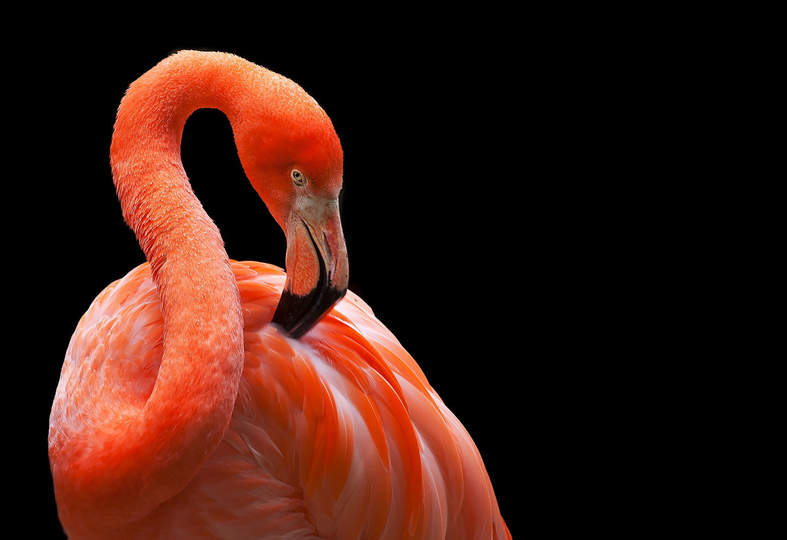 Flamingo 001