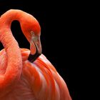 Flamingo 001