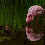 Flamingo 001a