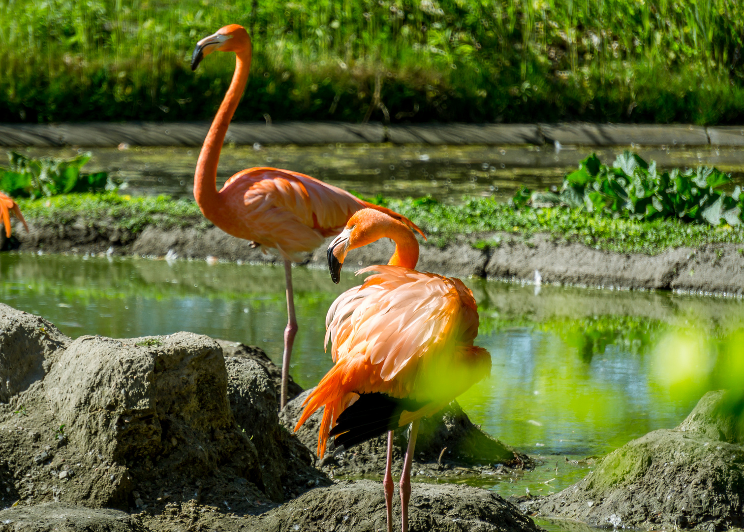 Flamingo