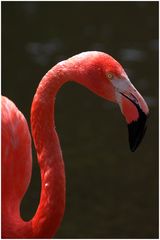 Flamingo 01