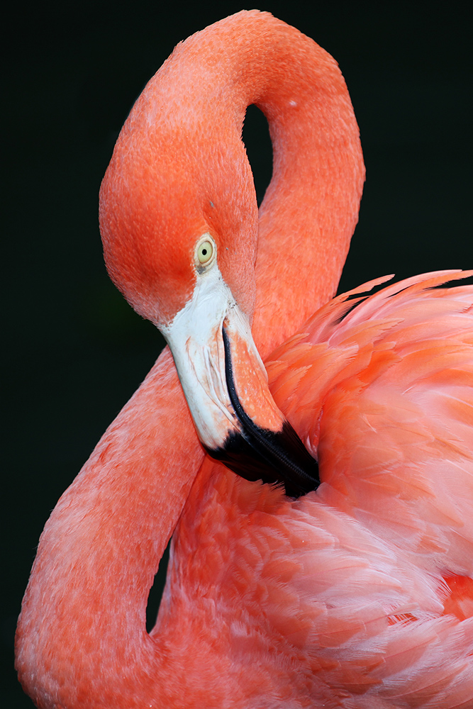Flamingo 01 (c)
