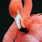 Flamingo 01 (c)