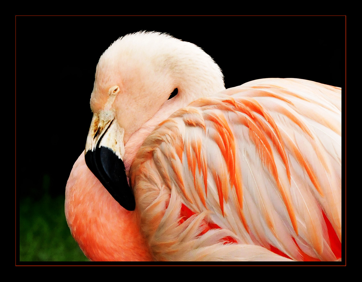 Flamingo