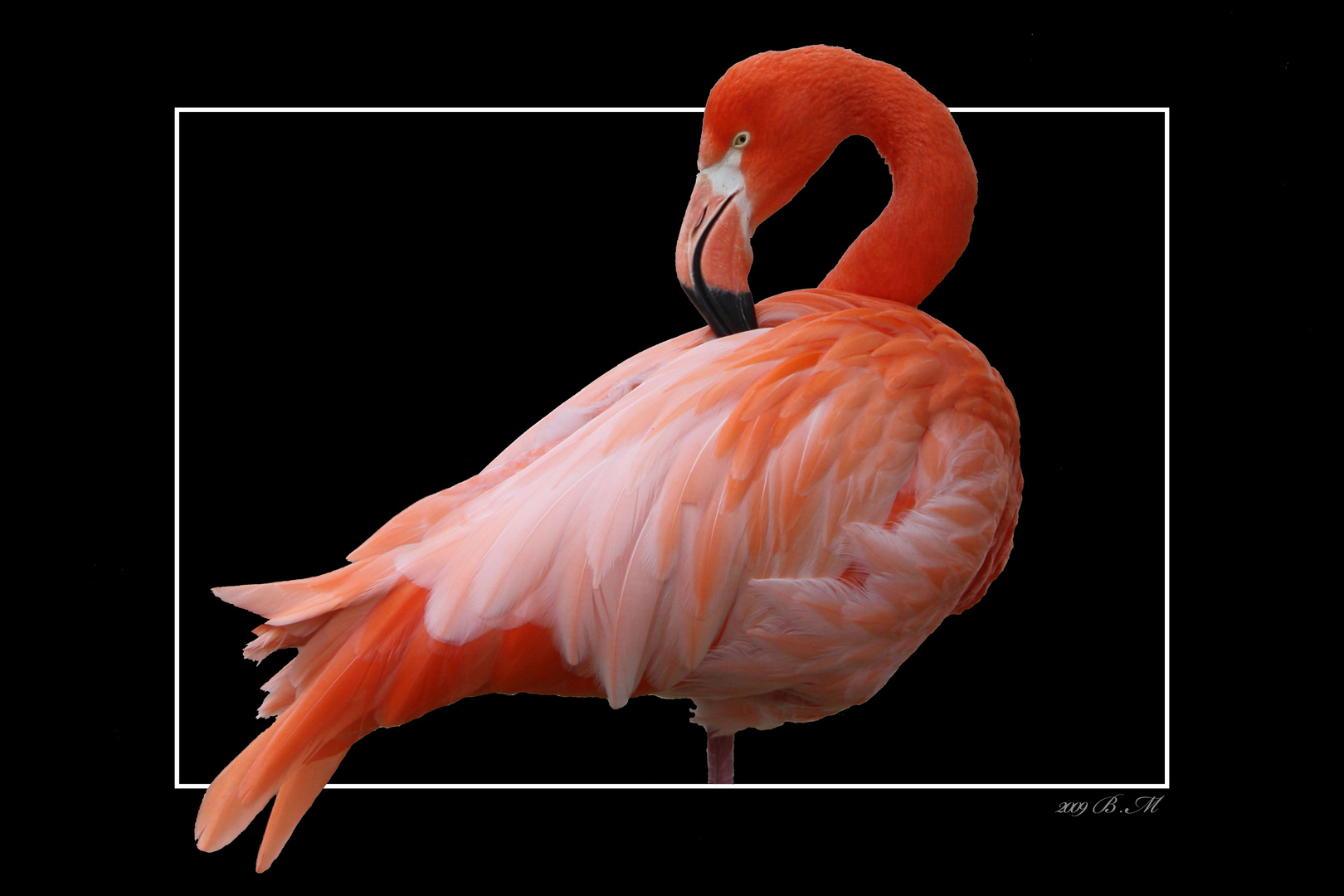 Flamingo 02