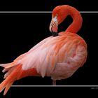 Flamingo 02