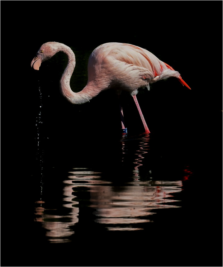 Flamingo