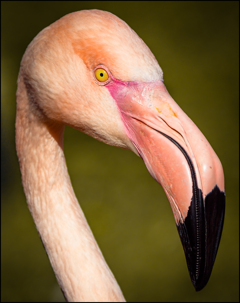 Flamingo