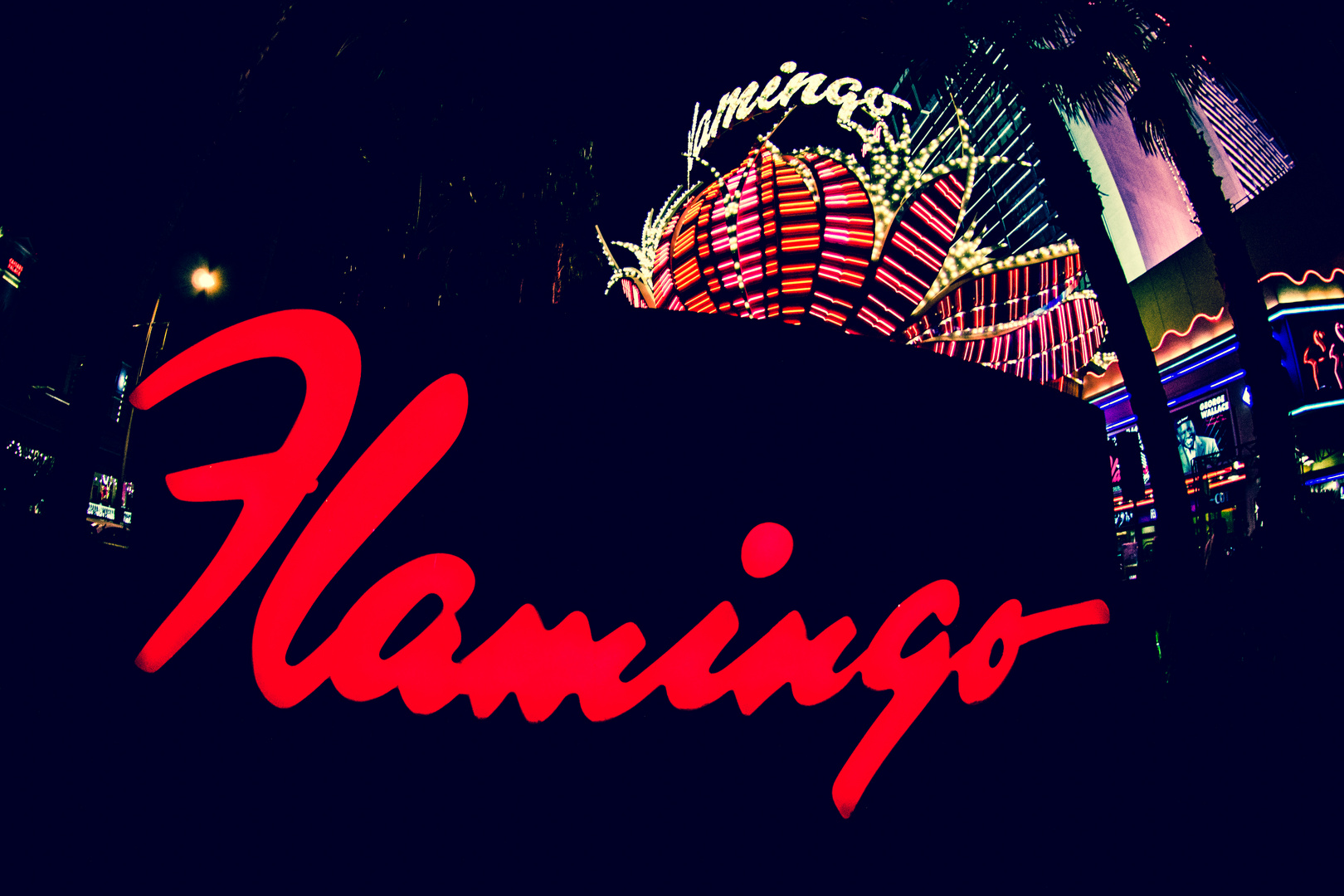 Flamingo