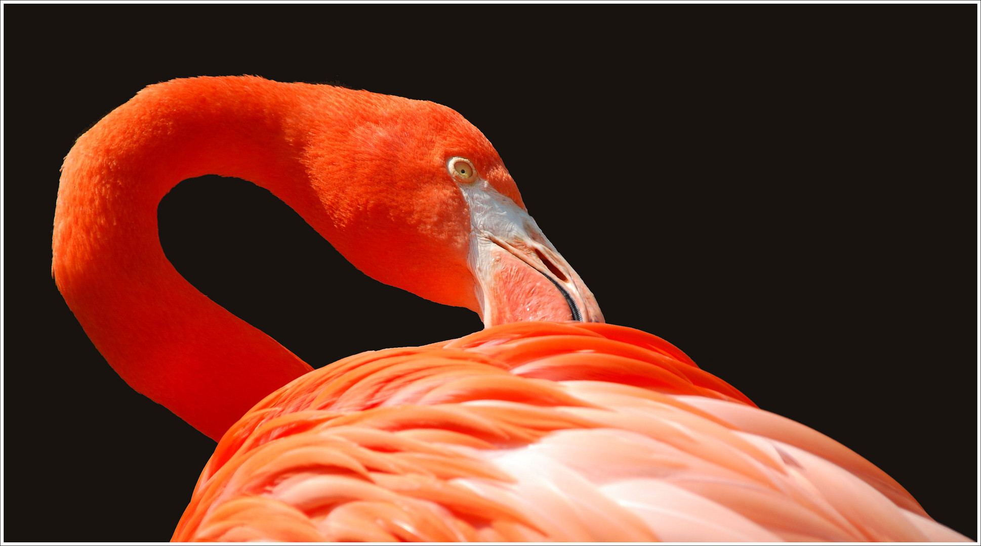 ...flamingo...