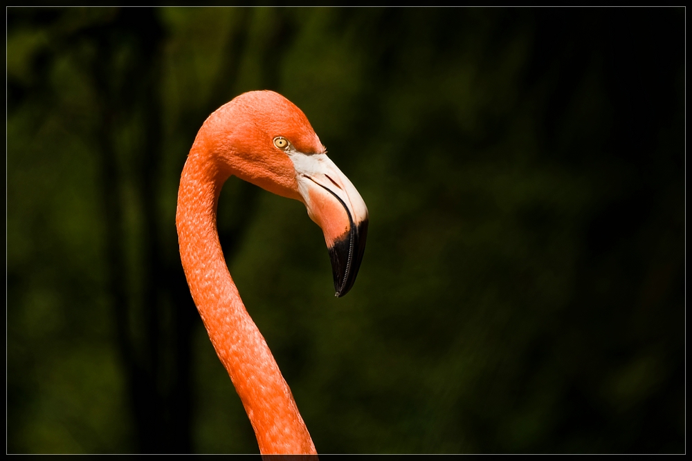 Flamingo