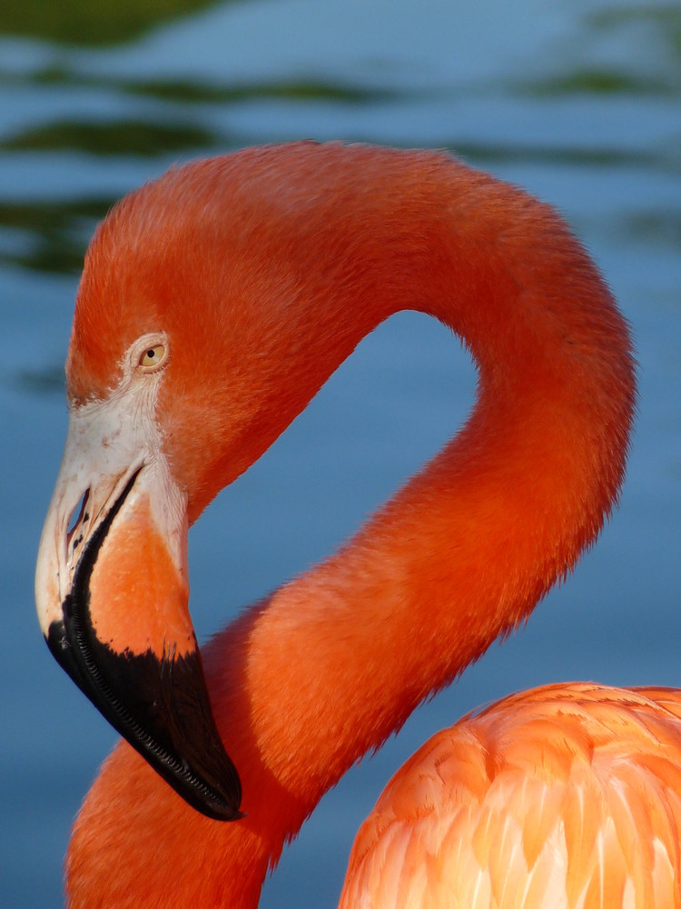 Flamingo