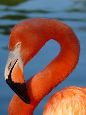 Flamingo