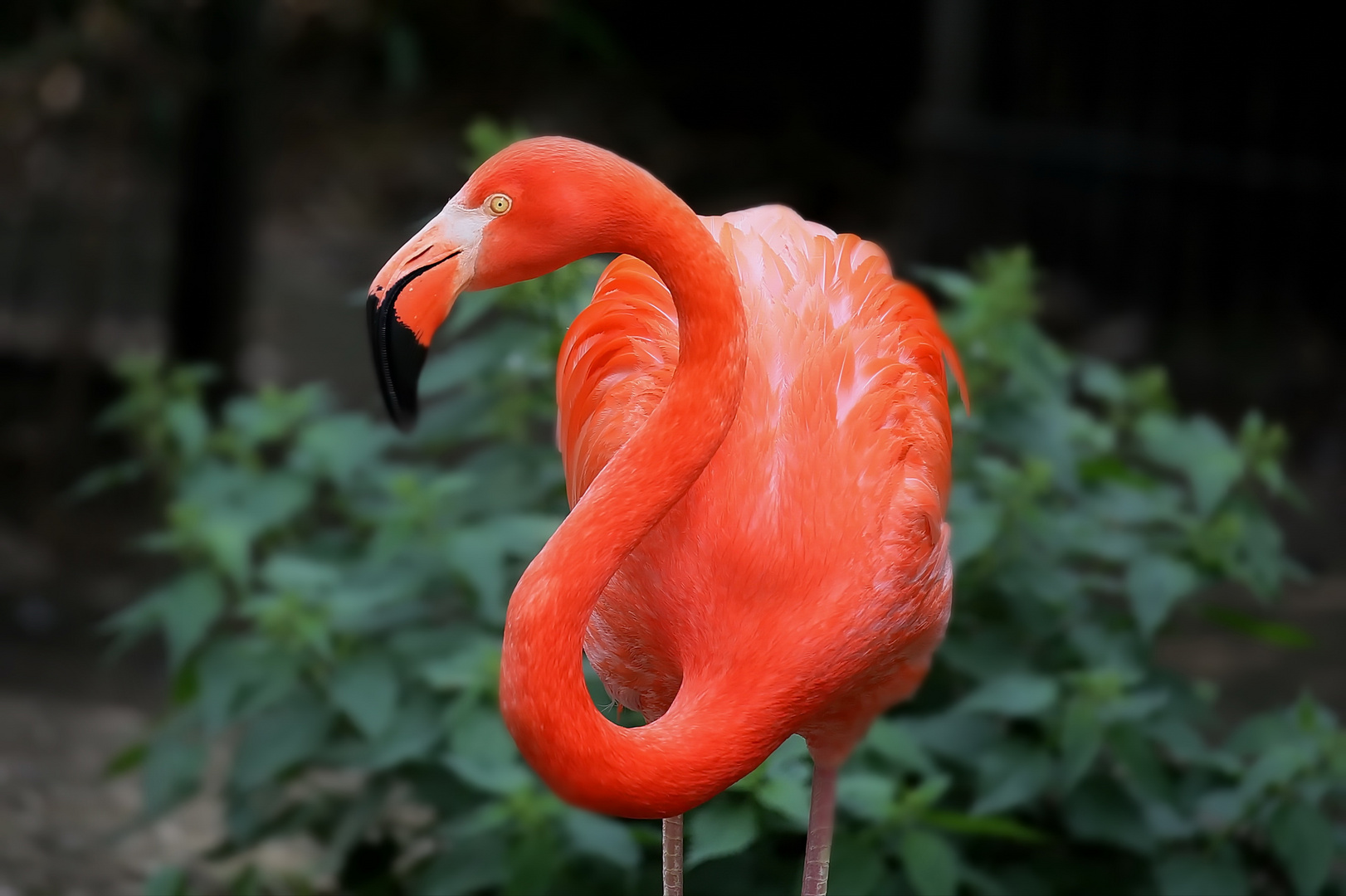 Flamingo