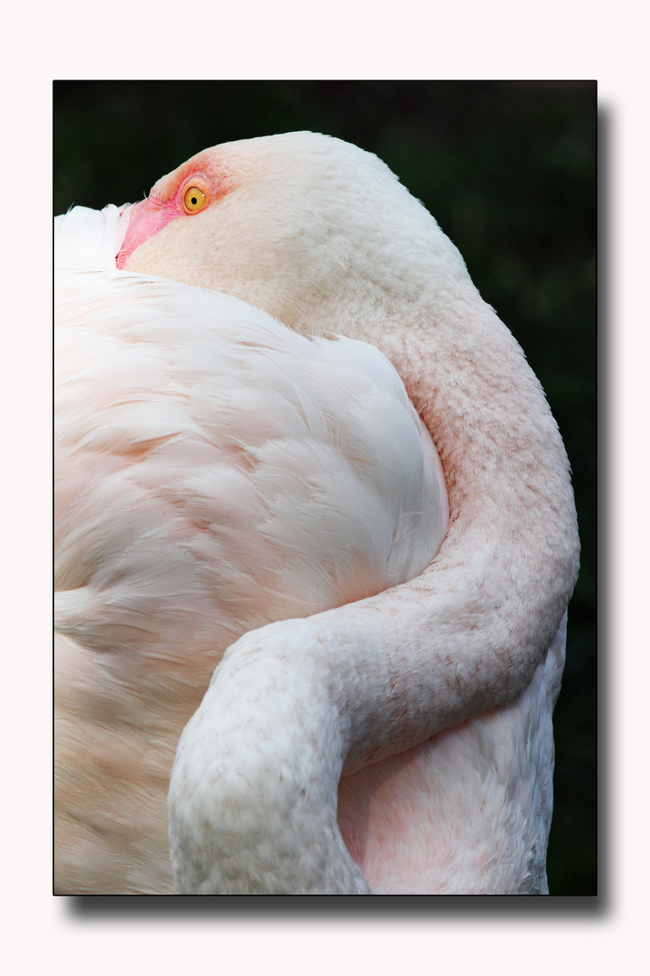 Flamingo -1 -