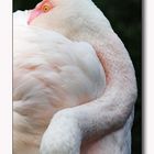 Flamingo -1 -