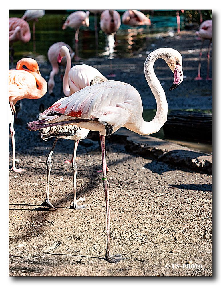 Flamingo #1