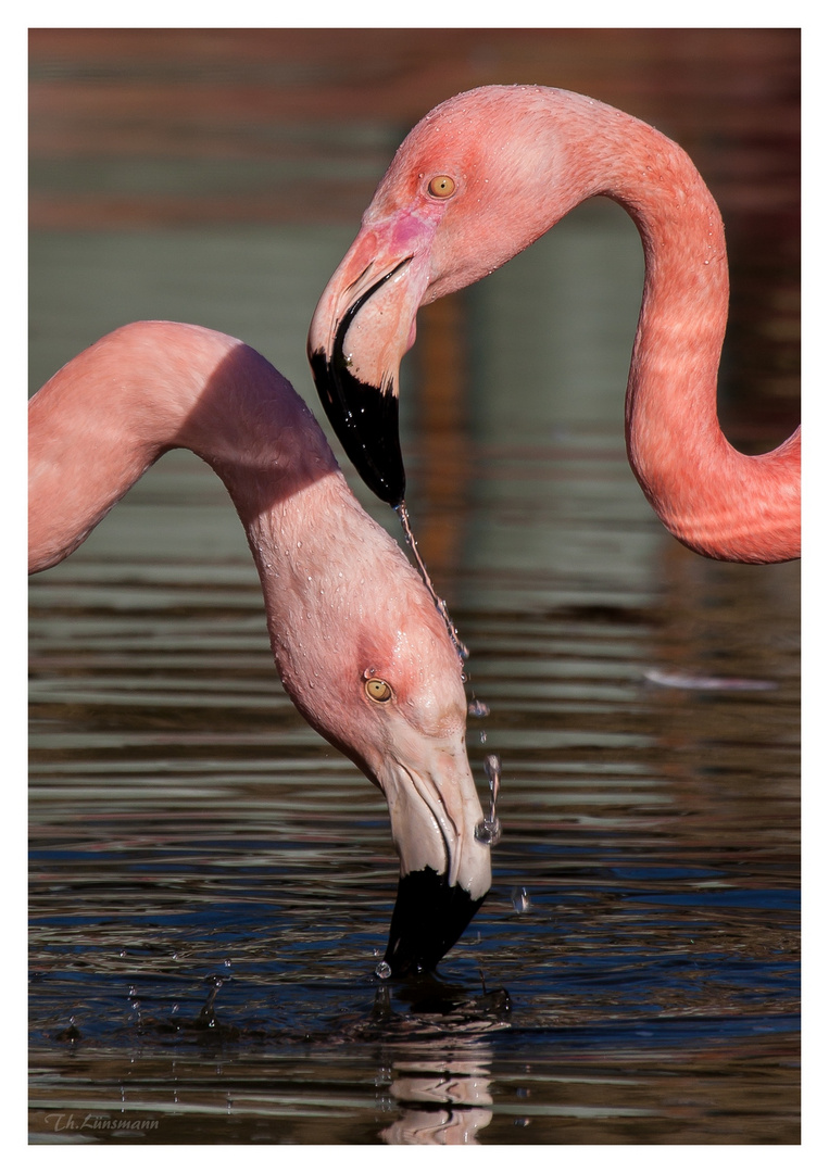 Flamingo 1