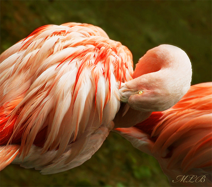 Flamingo 1 Saarbruecken Zoo