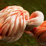 Flamingo 1 Saarbruecken Zoo