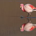 Flamingo 11