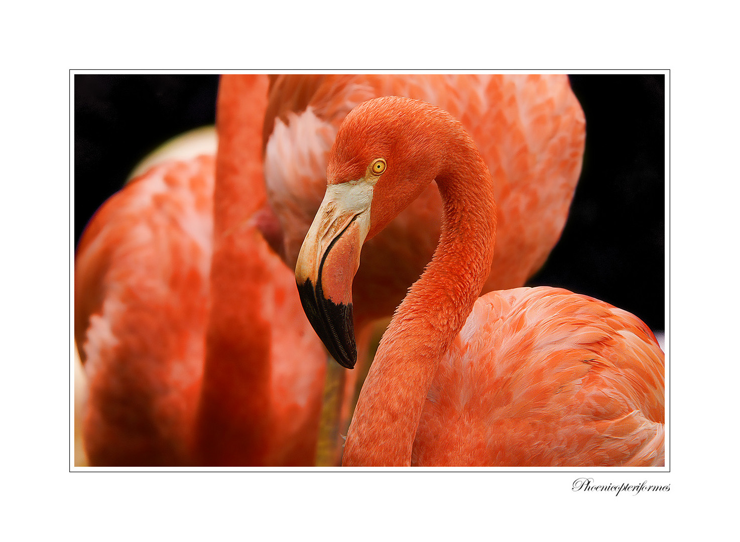 Flamingo