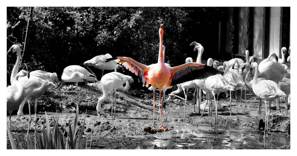 Flamingo