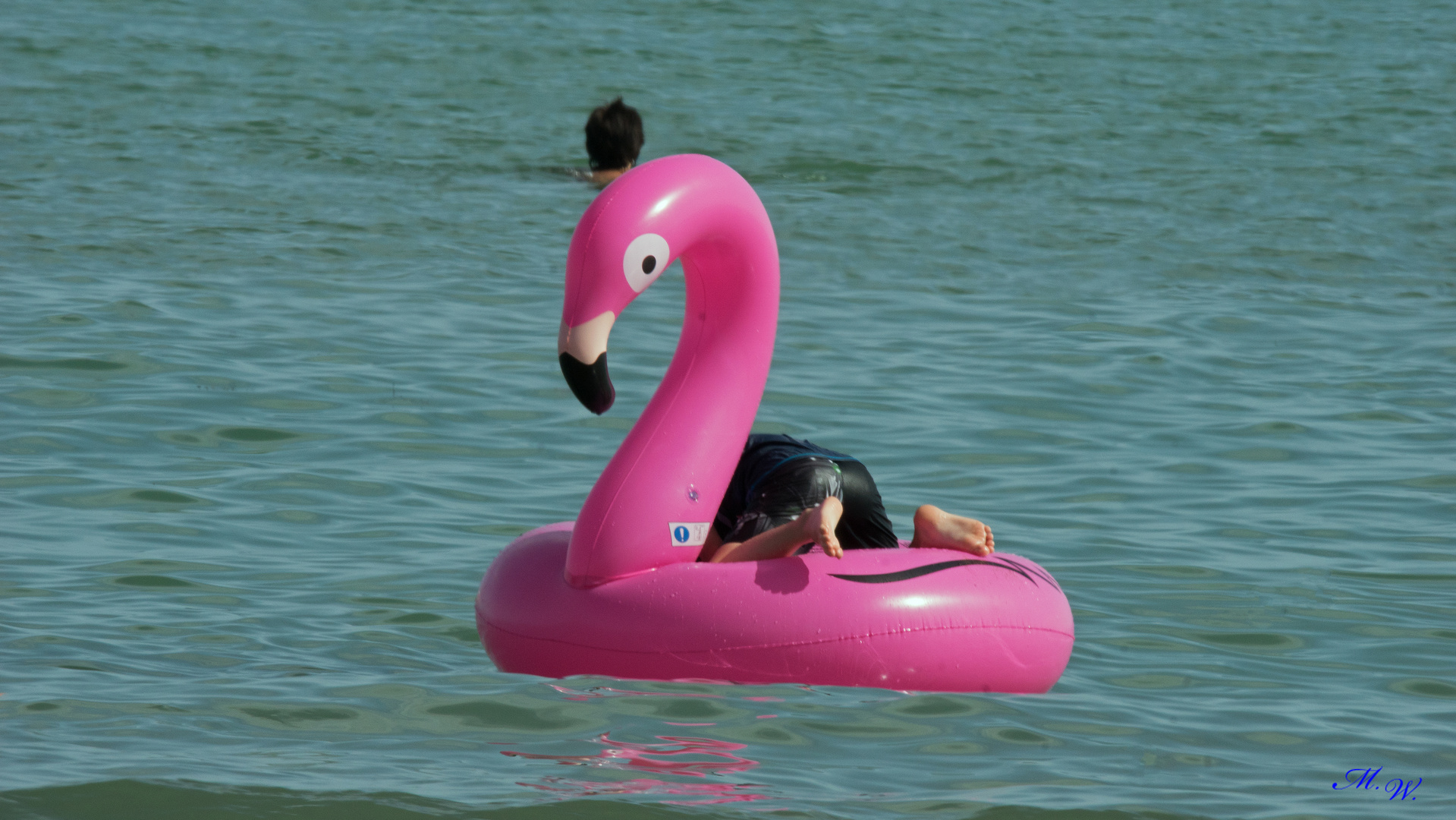 Flamingo