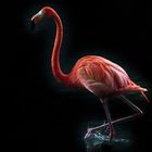 Flamingo ...