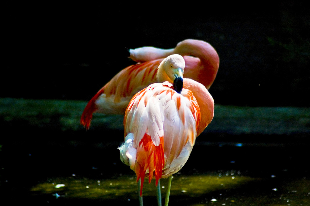 Flamingo