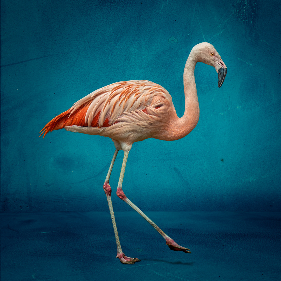 Flamingo