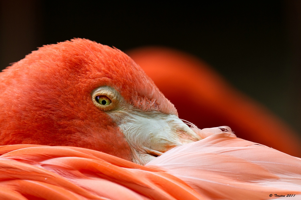 Flamingo