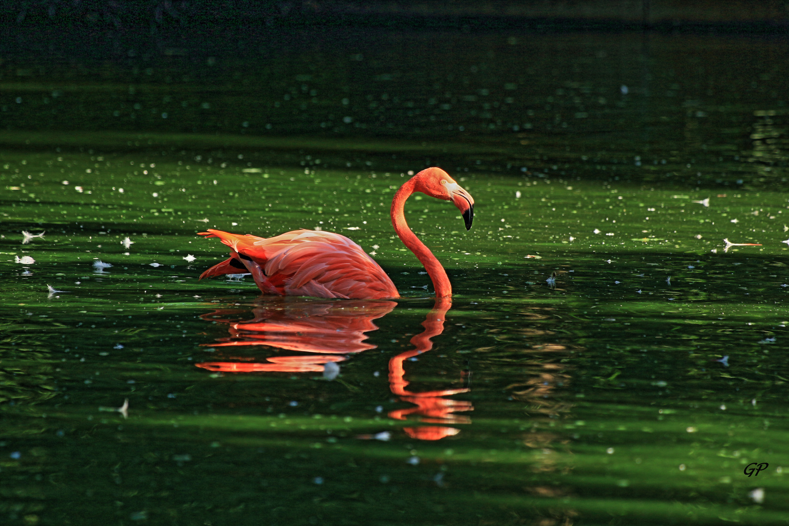 Flamingo