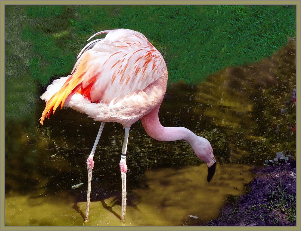 Flamingo