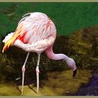 Flamingo